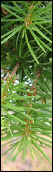 pine needles side nav image